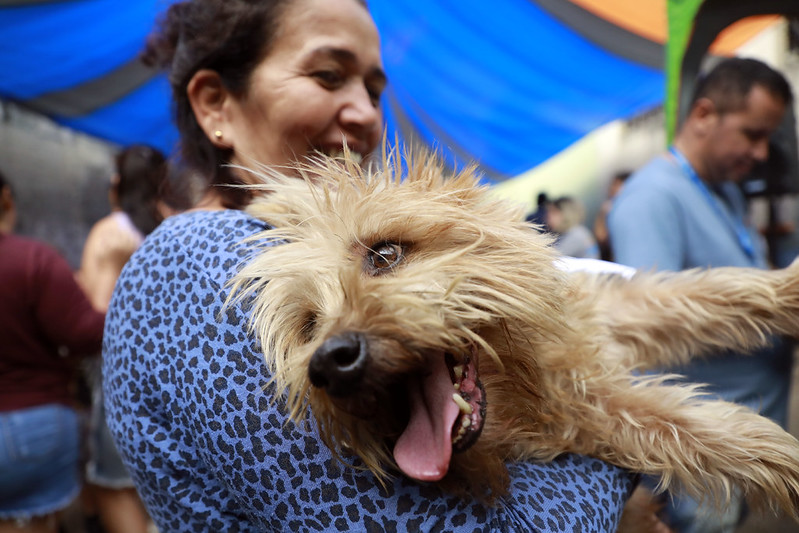 Campanha de vacinação antirrábica gratuita para cães e gatos no Rio de Janeiro